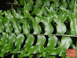 Image result for НЕФРОЛЕПИС (Nephrolepis