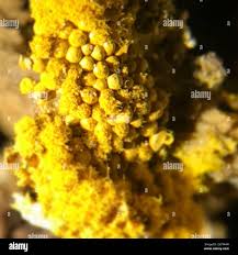 Attēlu rezultāti vaicājumam “Trichia varia macro”