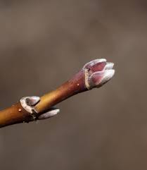 Attēlu rezultāti vaicājumam “Phellodendron amurense bud”