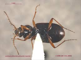 Attēlu rezultāti vaicājumam “Loricera pilicornis”