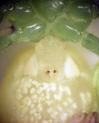 Attēlu rezultāti vaicājumam “Diaea dorsata female”