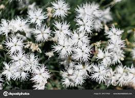 Attēlu rezultāti vaicājumam “Dianthus arenarius flower”