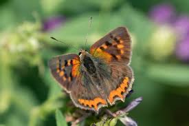 Attēlu rezultāti vaicājumam “Lycaena phlaeas underside”