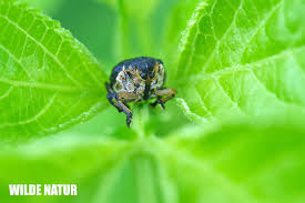 Attēlu rezultāti vaicājumam “Mononychus punctumalbum”