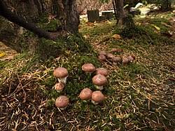 Attēlu rezultāti vaicājumam “Suillus luteus”