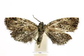 Attēlu rezultāti vaicājumam “Dichelia histrionana”