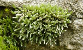 Attēlu rezultāti vaicājumam “Bryum neodamense”