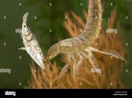 Attēlu rezultāti vaicājumam “Dytiscus sp. larva”