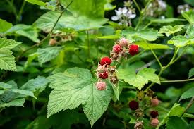 Attēlu rezultāti vaicājumam “Rubus parviflorus fruit”