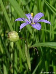 Attēlu rezultāti vaicājumam “Sisyrinchium montanum fruit”