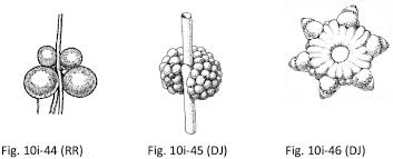 Attēlu rezultāti vaicājumam “Chara intermedia male”