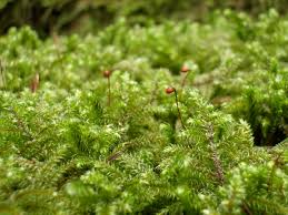 Attēlu rezultāti vaicājumam “Rhytidiadelphus”