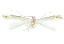 Attēlu rezultāti vaicājumam “Phyllonorycter sp.”