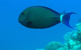 Image result for Acanthurus blochii