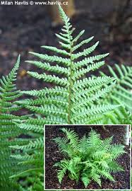 Attēlu rezultāti vaicājumam “Dryopteris affinis”
