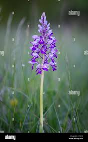 Attēlu rezultāti vaicājumam “Orchis militaris”