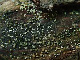 Attēlu rezultāti vaicājumam “Hypocrea gelatinosa”