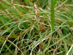 Attēlu rezultāti vaicājumam “Carex dioica male flower”