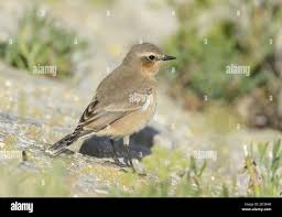 Attēlu rezultāti vaicājumam “Oenanthe oenanthe juvenile”