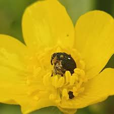 Attēlu rezultāti vaicājumam “Mononychus punctumalbum”