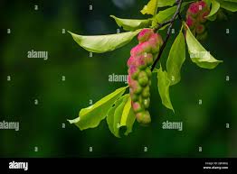 Attēlu rezultāti vaicājumam “Magnolia kobus fruit”