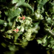 Attēlu rezultāti vaicājumam “Physcia adscendens”