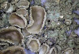 Attēlu rezultāti vaicājumam “Melanohalea exasperata”