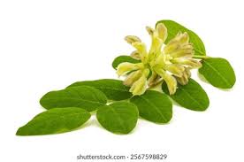 Attēlu rezultāti vaicājumam “Astragalus glycyphyllos flower”