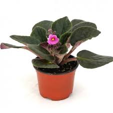 Image result for Saintpaulia ionantha Culitvar