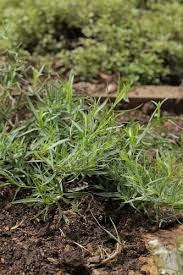 Image result for Artemisia dracunculus