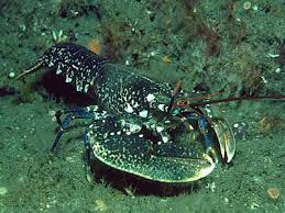 Image result for Homarus gammarus
