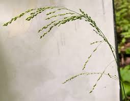 Attēlu rezultāti vaicājumam “Glyceria striata fruit”