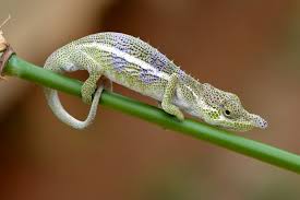 Attēlu rezultāti vaicājumam “Lycogala convexum young”