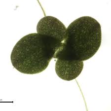 Attēlu rezultāti vaicājumam “Lemna gibba”