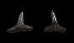 Image result for Negaprion brevirostris