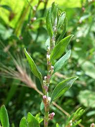 Attēlu rezultāti vaicājumam “Polygonum arenastrum flower”