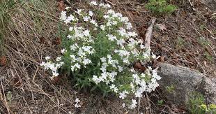 Attēlu rezultāti vaicājumam “Badhamia bethelii stalked”