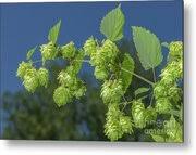 Attēlu rezultāti vaicājumam “Humulus lupulus fruit”