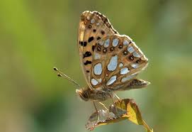 Attēlu rezultāti vaicājumam “Craterium aureonucleatum spores”