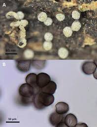 Attēlu rezultāti vaicājumam “Badhamia capsulifera sessile”