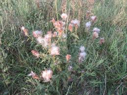 Attēlu rezultāti vaicājumam “Cirsium x rigens”