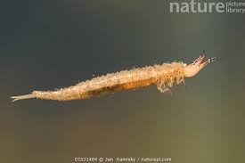 Attēlu rezultāti vaicājumam “Hydrophilidae”