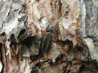 Attēlu rezultāti vaicājumam “Nothorhina punctata”