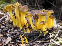 Attēlu rezultāti vaicājumam “Cantharellus lutescens”