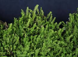 Attēlu rezultāti vaicājumam “Lejeunea cavifolia”