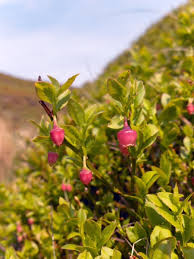 Attēlu rezultāti vaicājumam “Vaccinium myrtillus flower”
