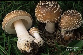 Attēlu rezultāti vaicājumam “Amanita pantherina”