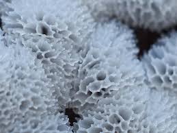 Attēlu rezultāti vaicājumam “Oligonema favogineum spores”