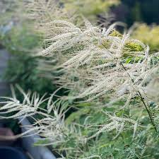 Image result for Aruncus dioicus