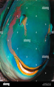 Image result for Sparisoma amplum